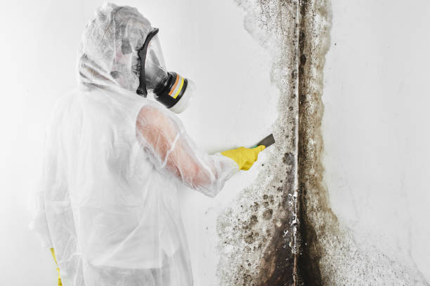 Best Professional Mold Removal  in Denison, TX