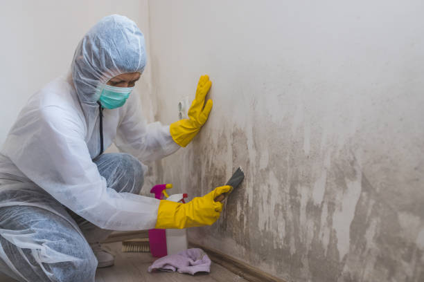 Best Fast Mold Removal  in Denison, TX