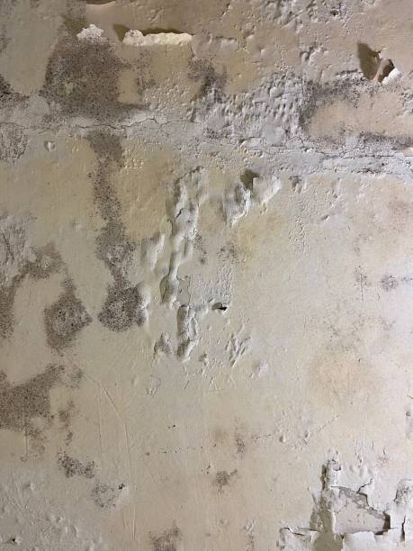 Mold Testing and Removal in Denison, TX
