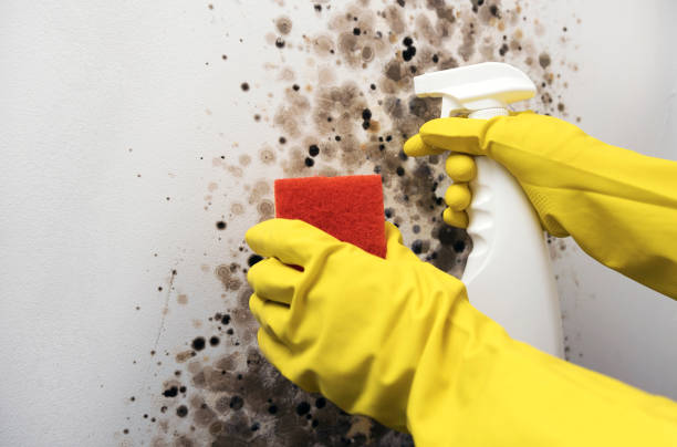 Best Mold Removal Specialists  in Denison, TX