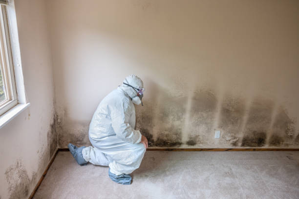Best Residential Mold Removal  in Denison, TX