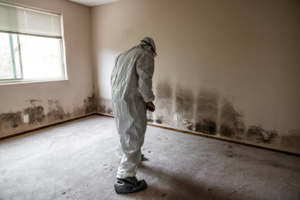 Best Certified Mold Removal  in Denison, TX