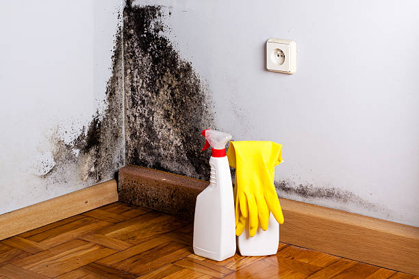 Best Attic Mold Removal  in Denison, TX