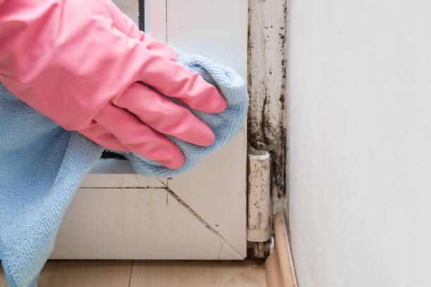 Best Toxic Mold Removal  in Denison, TX