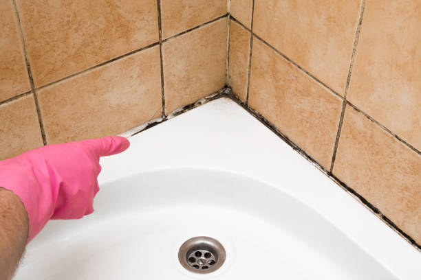 Best Office Mold Removal Services  in Denison, TX